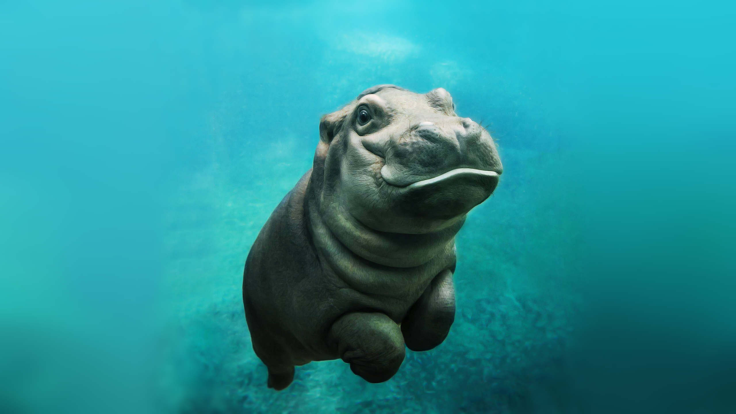 Baby Hippo HD wallpaper