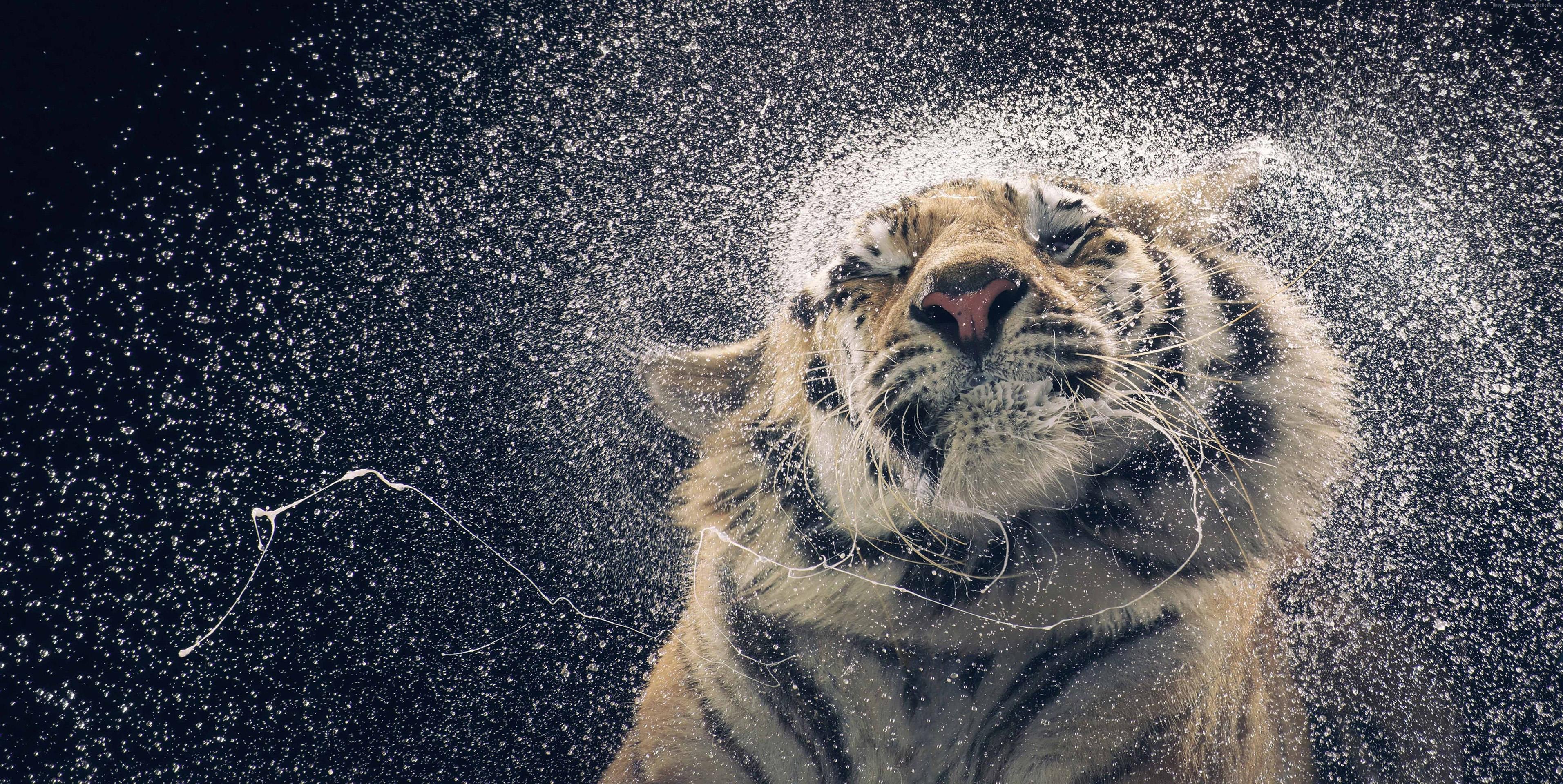 21 animal. Обои на рабочий стол тигр. Тигр в брызгах воды. Тигр отряхивается от воды. Тигр в воде.