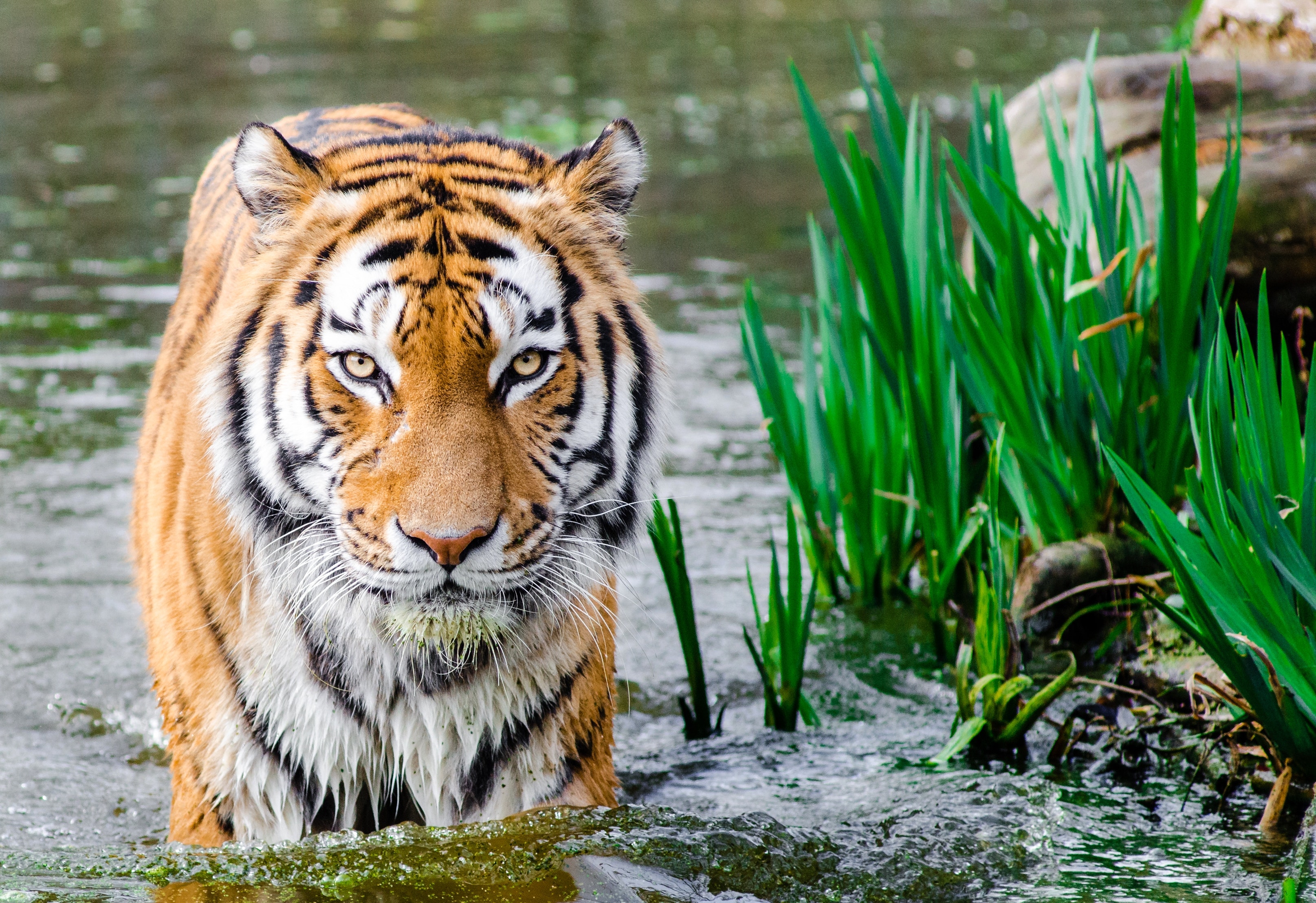 Tiger 4K wallpapers for your desktop or mobile screen free and easy to  download