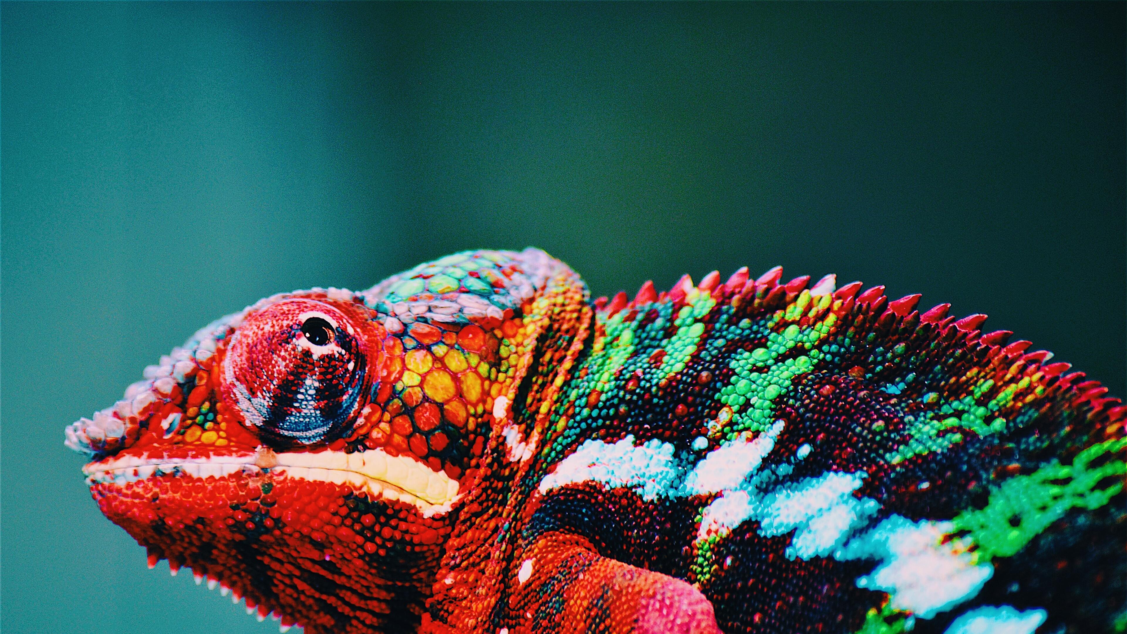 Chameleon 4K wallpapers for your desktop or mobile screen free and easy ...