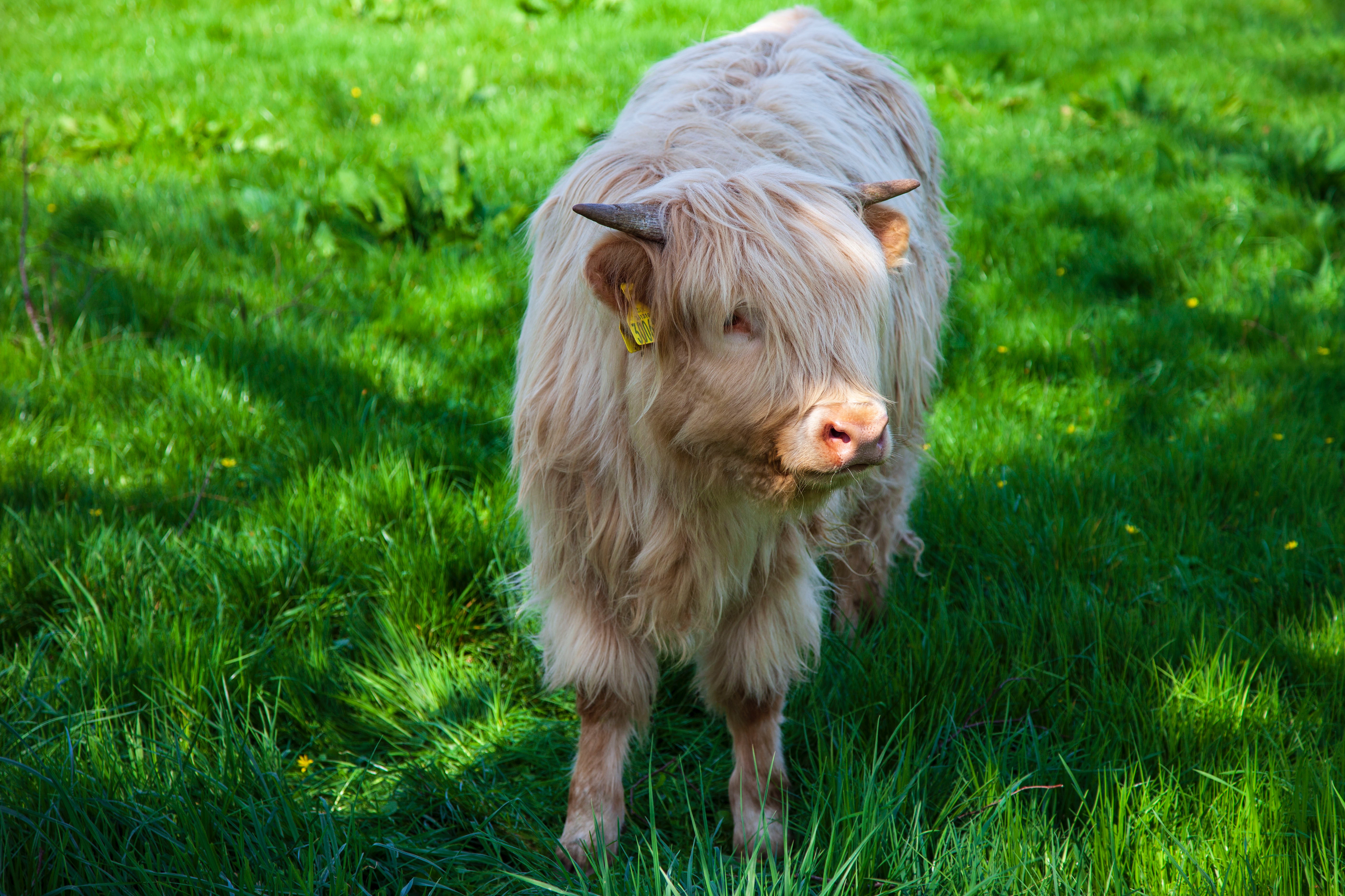 Cute Highland Calf  Cows  Animals Background Wallpapers on Desktop Nexus  Image 2222581