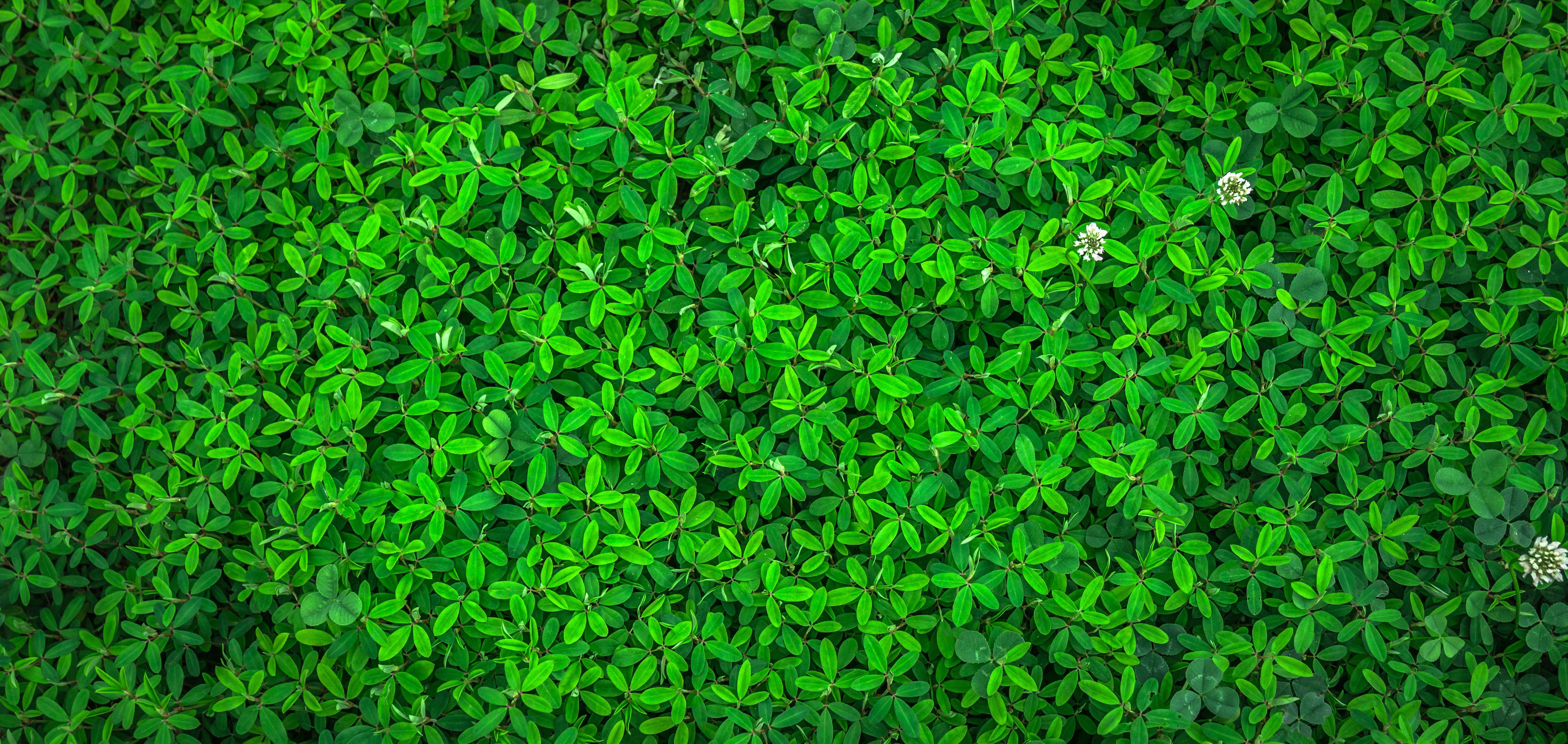Green Leaf 4K wallpaper