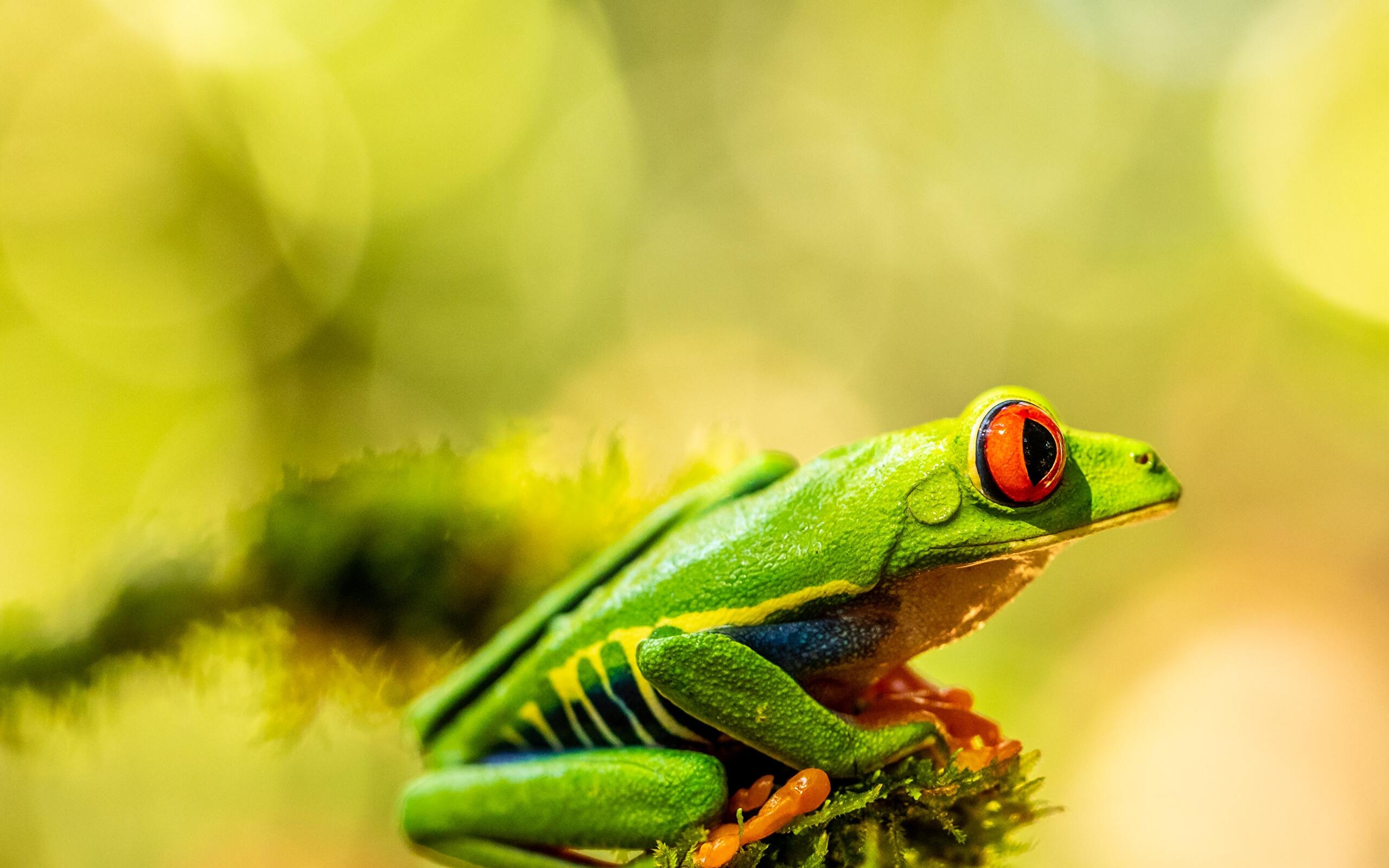 Hello frog green red HD phone wallpaper  Peakpx