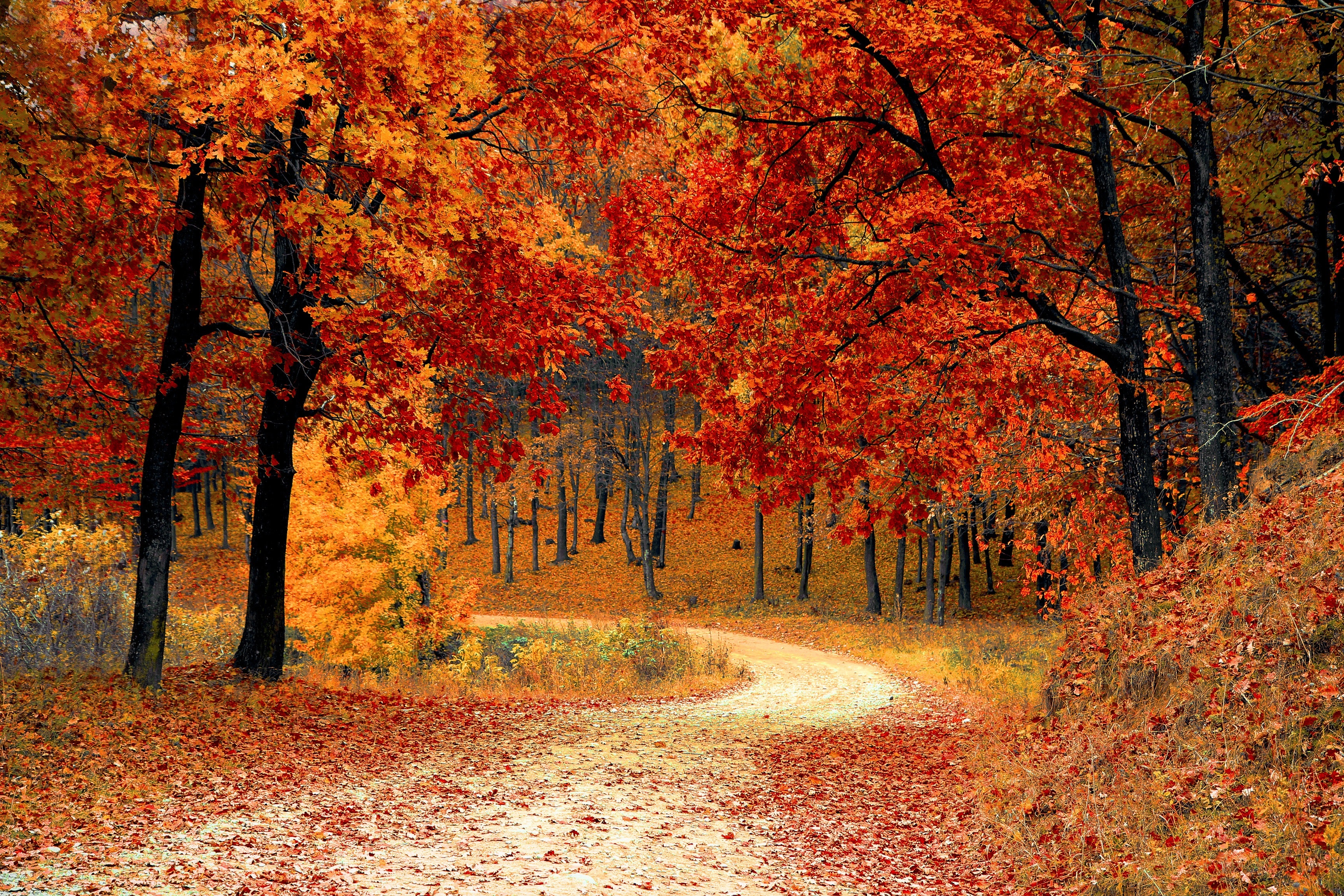 Nature Red Forest Leaf HD wallpaper