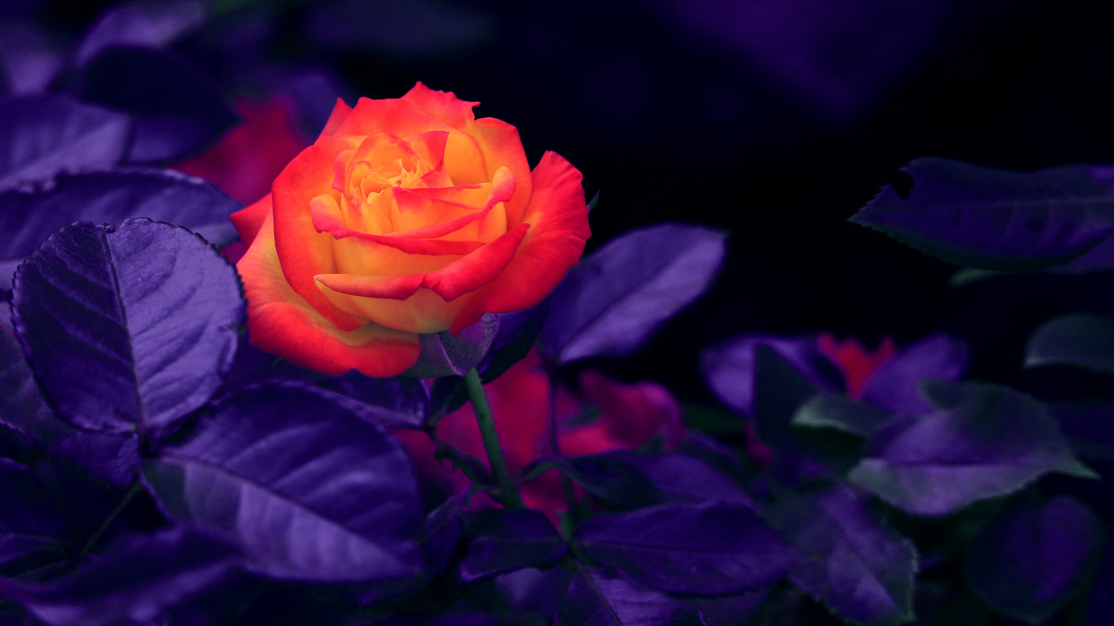 Rose 4K wallpapers for your desktop or mobile screen free and easy to  download