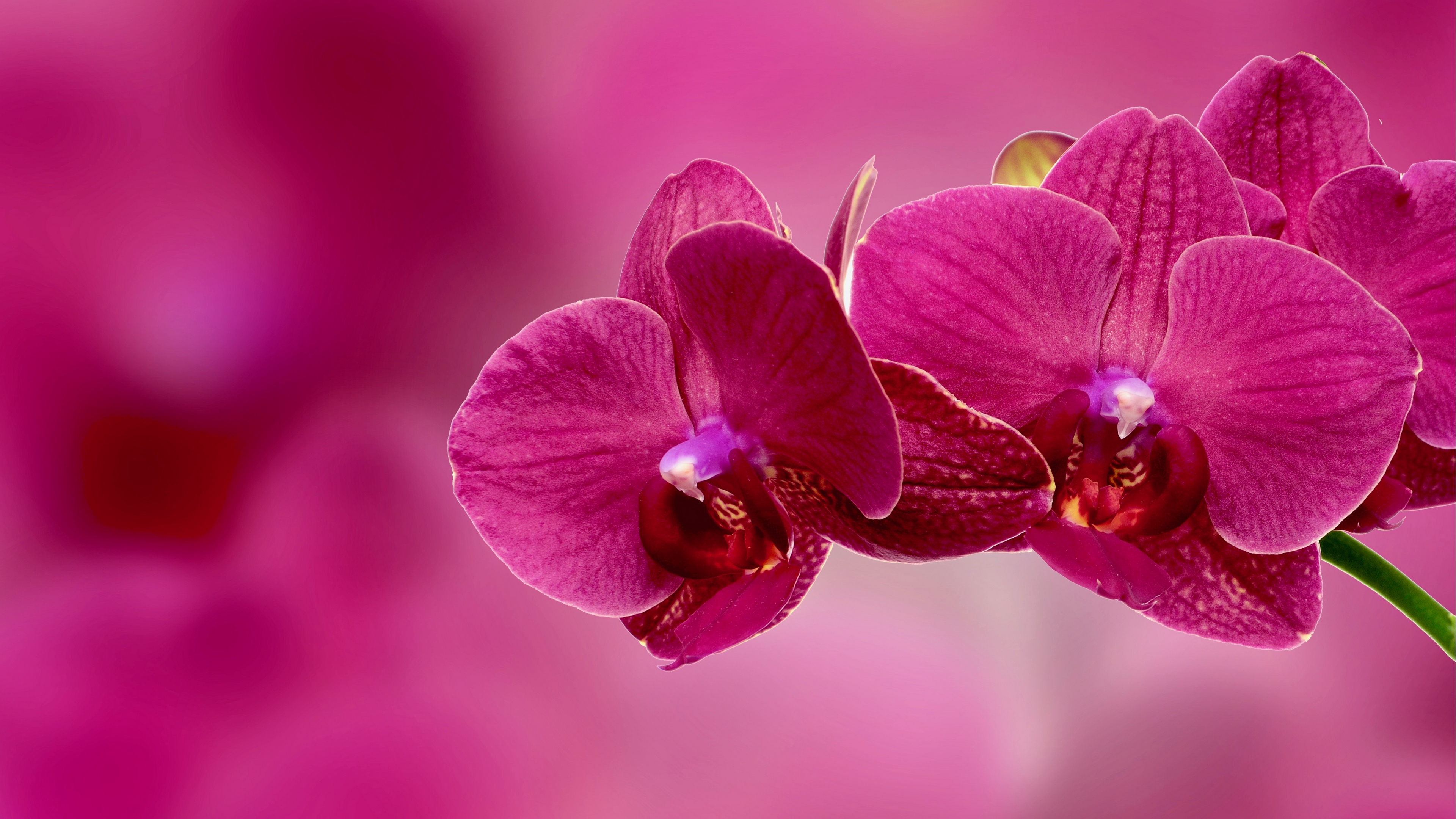 Orchid Flower 4K wallpaper