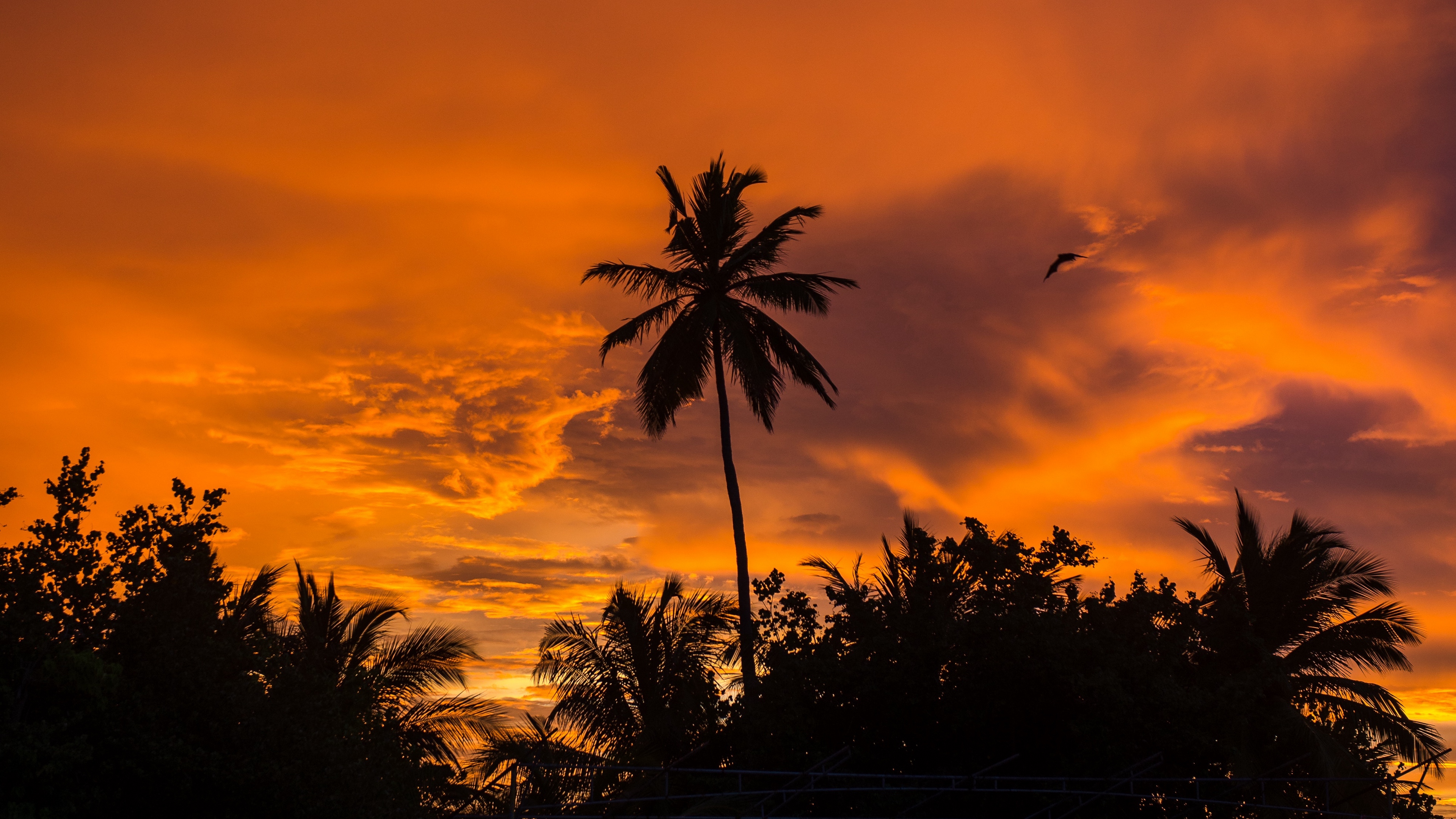 Palm Tree Beach SunsetSummer Photo HD Wallpaper coconut palm tree   Wallpaperbetter