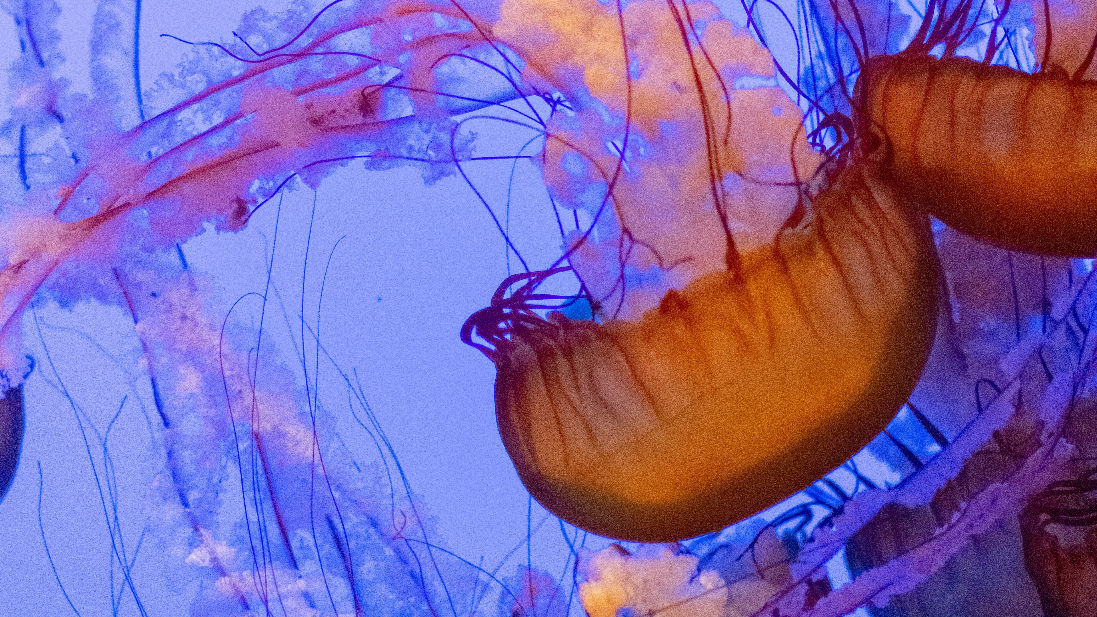 Jellyfish under the sea Wallpaper 4k Ultra HD ID9818
