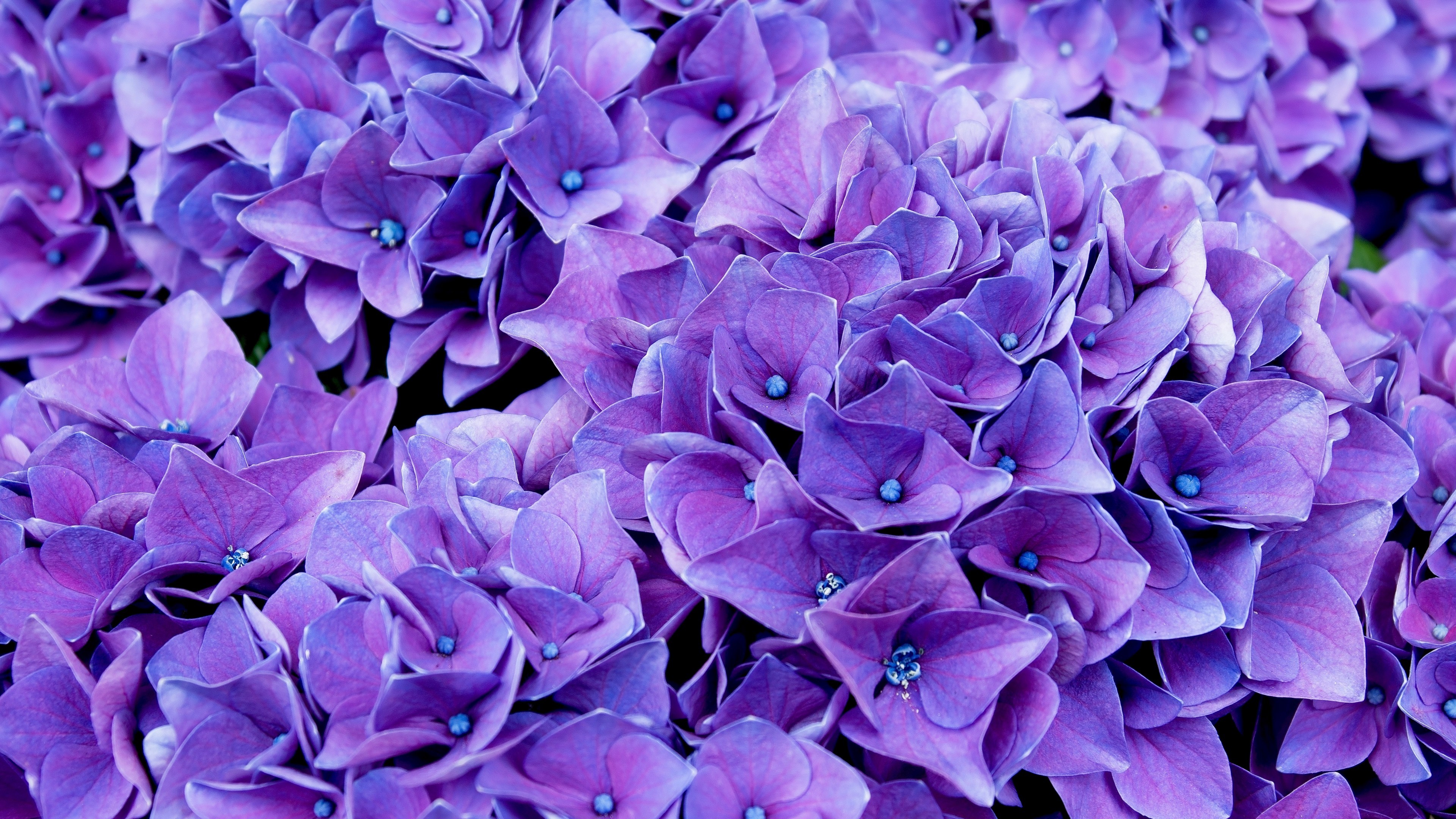 Lilacs HD wallpapers  Pxfuel