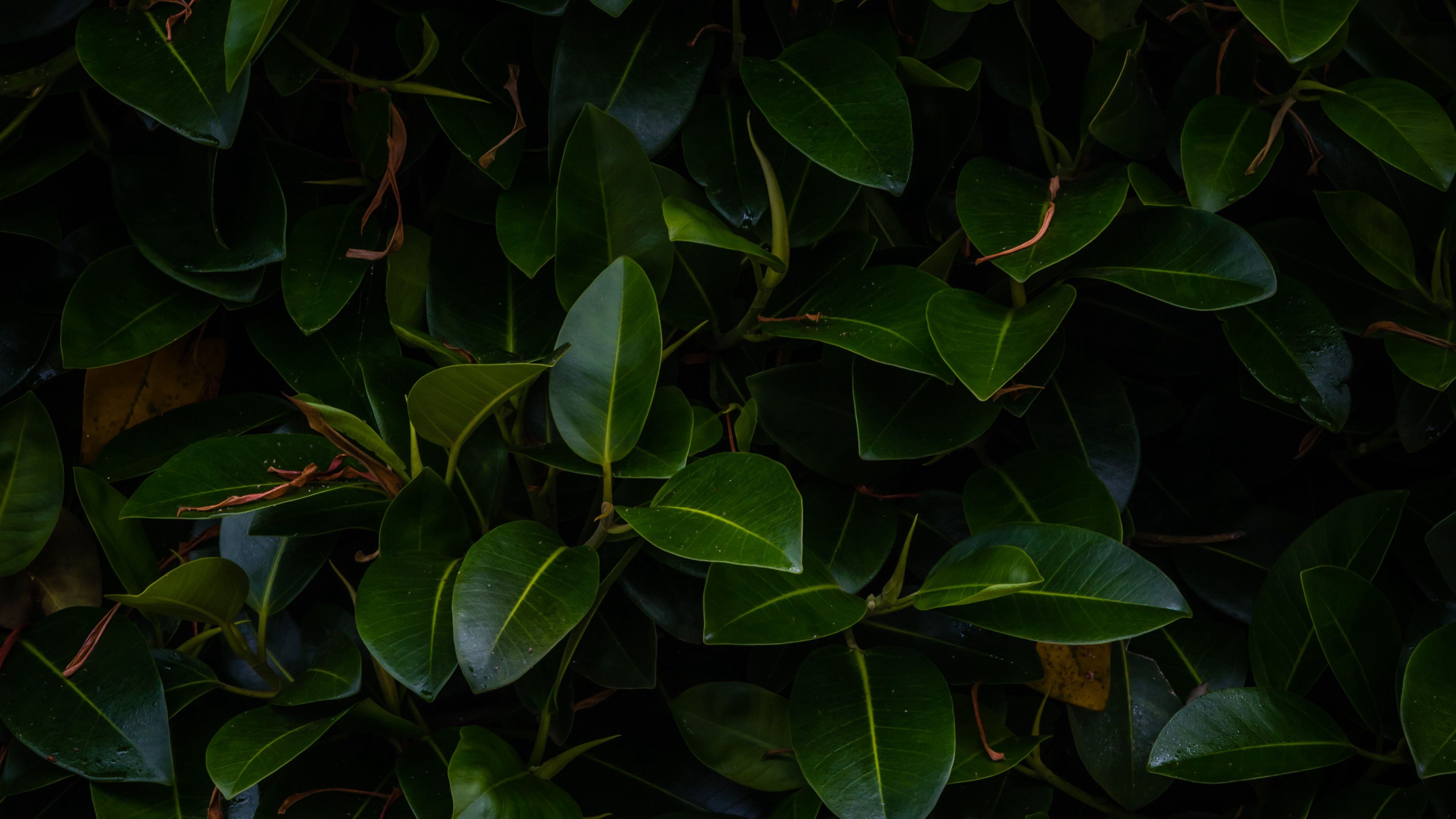 Leaves 4K wallpapers for your desktop or mobile screen free and easy to