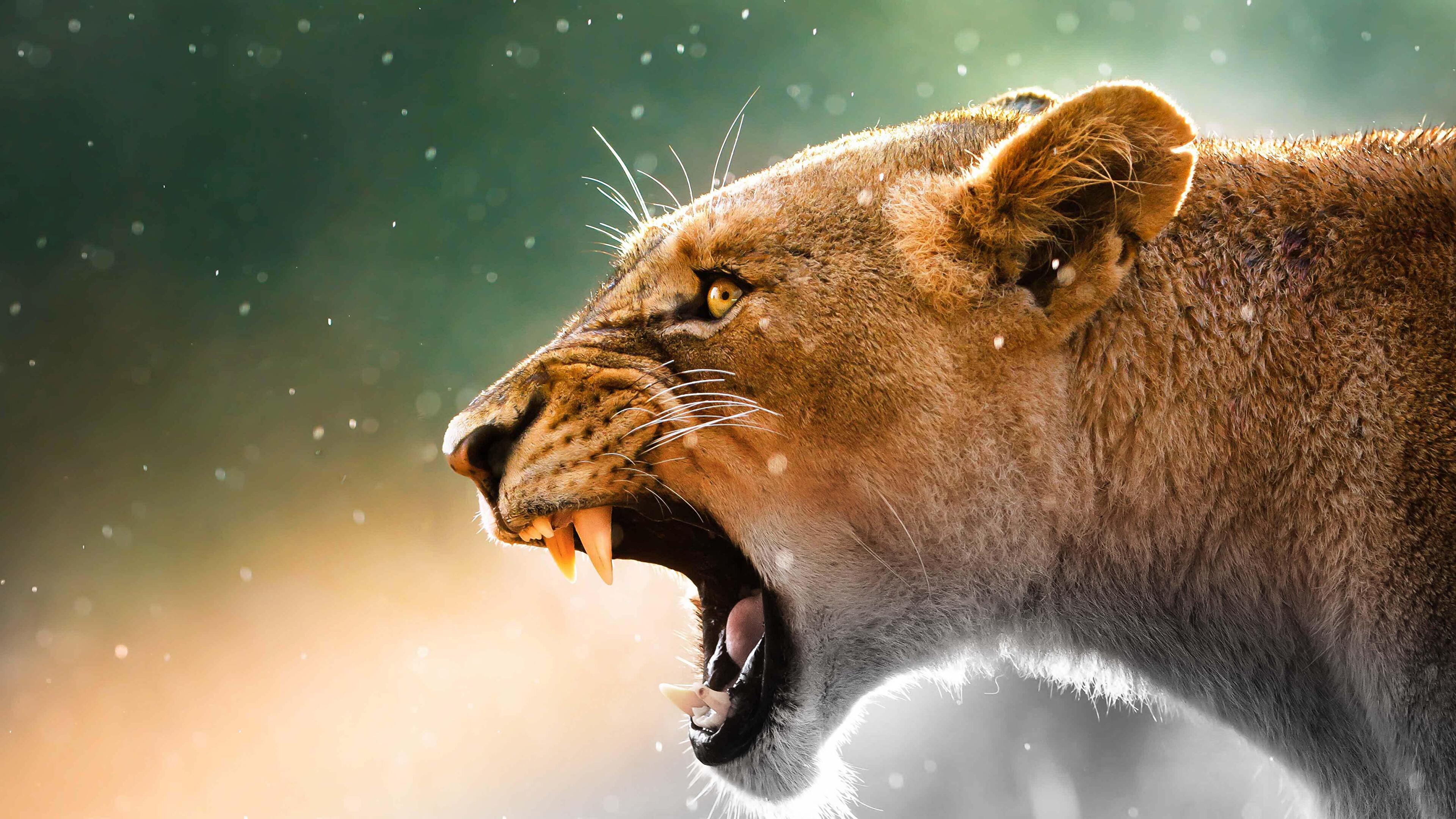 Lion And Lioness Wallpapers - Wallpaper Cave