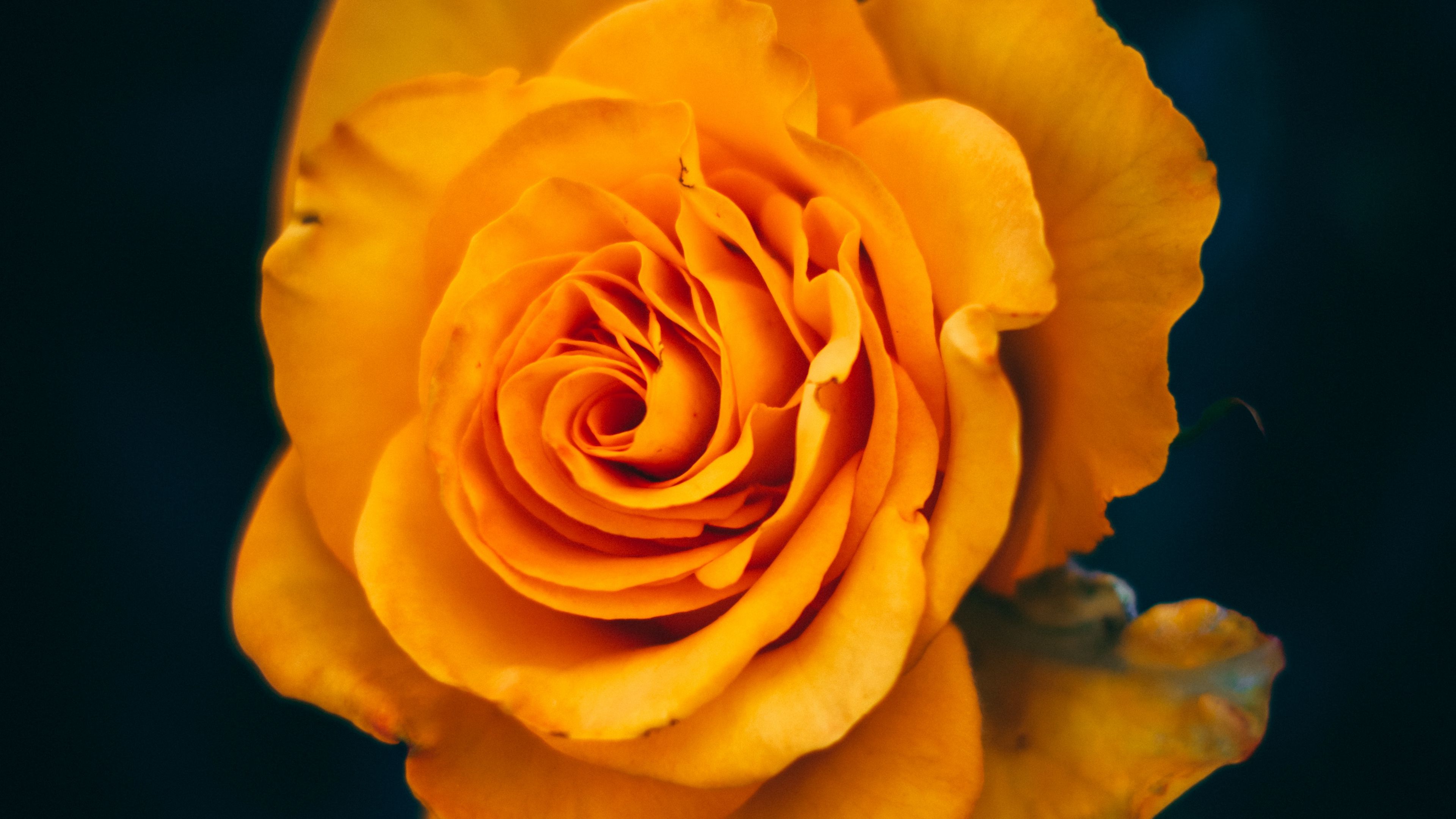 Rose 4K wallpapers for your desktop or mobile screen free and easy to