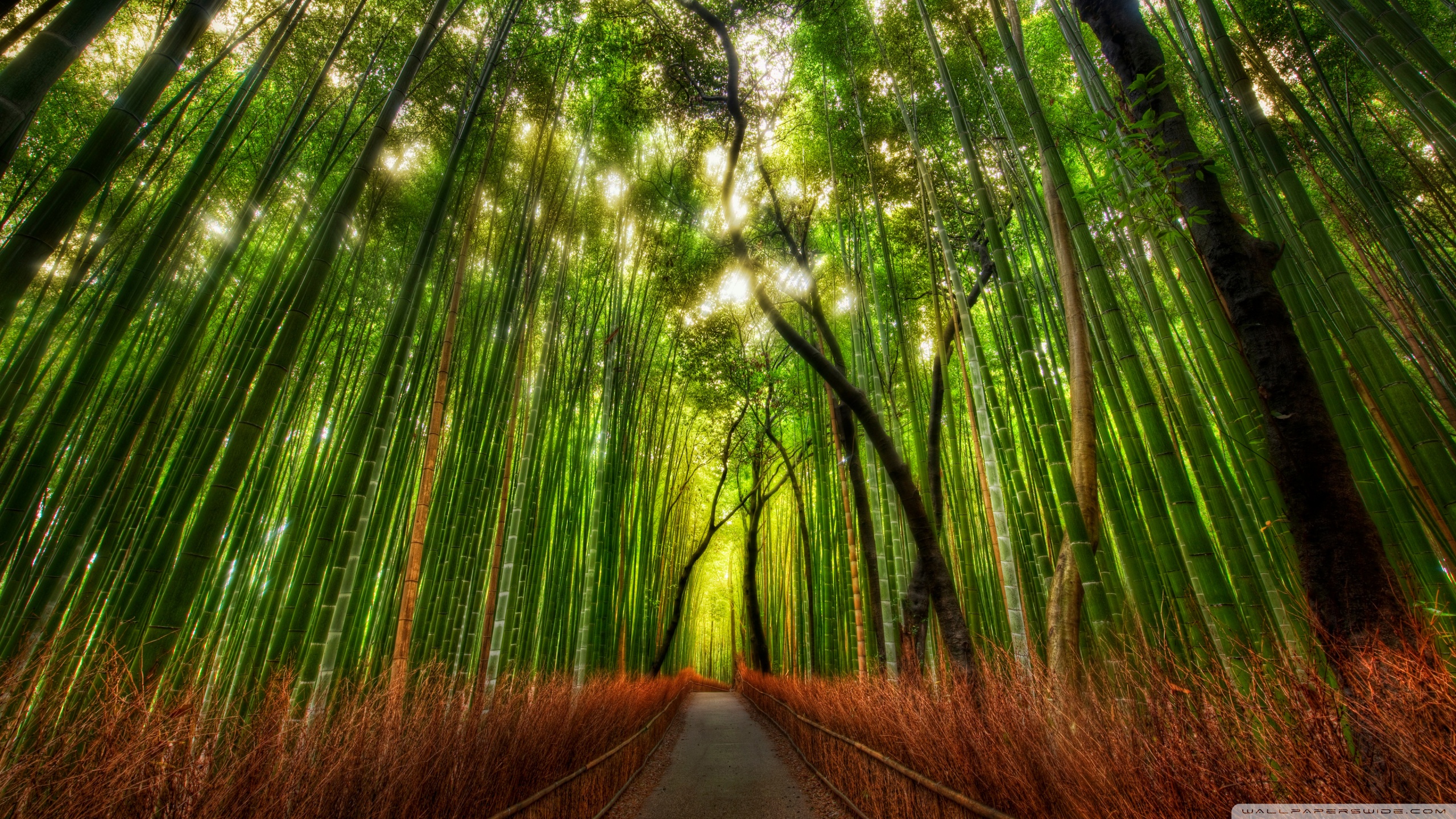 Desktop Wallpaper Bamboo Forest Hd Image Picture Background 7zik F