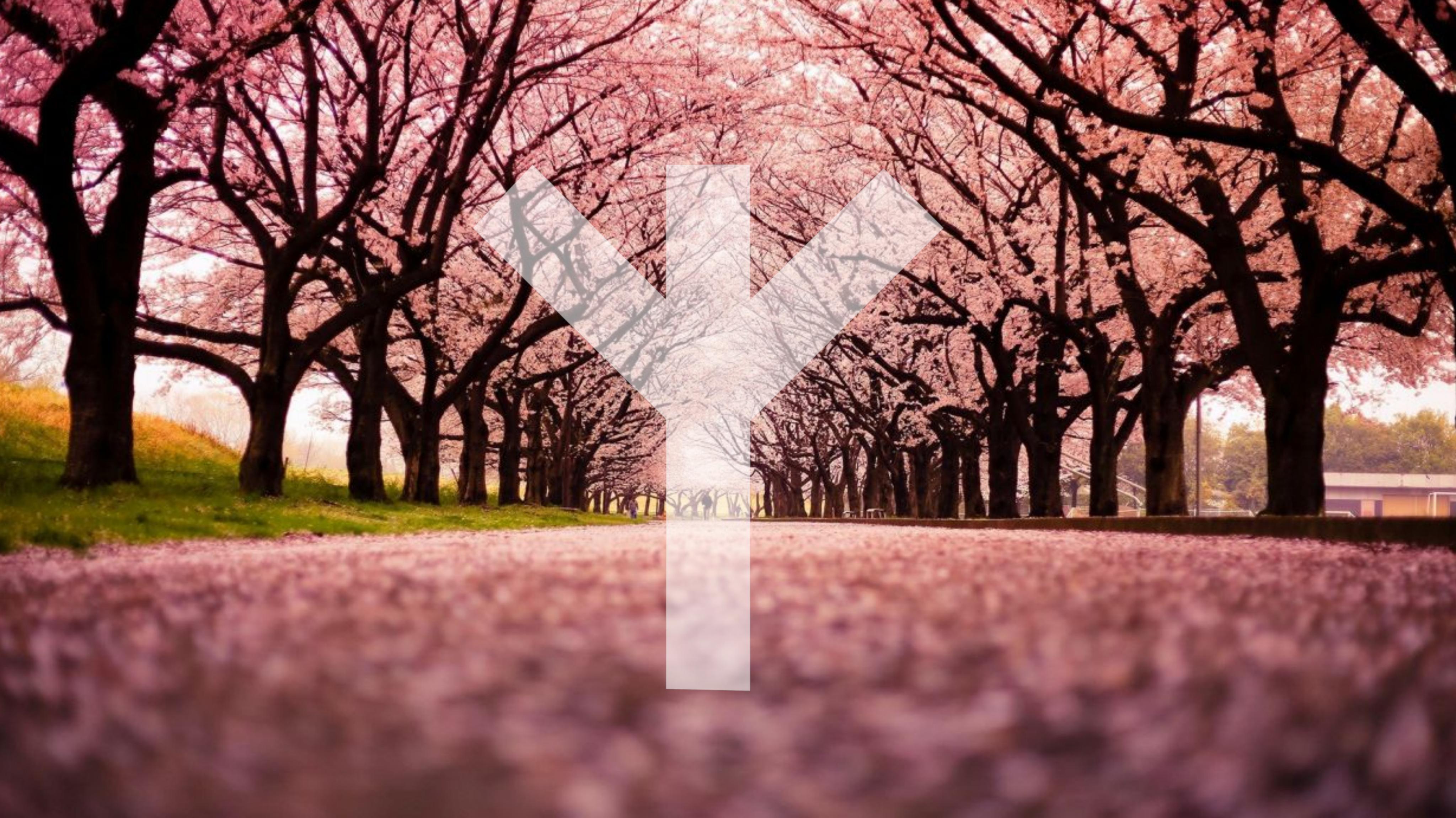 Sakura 4K wallpapers for your desktop or mobile screen free and easy to