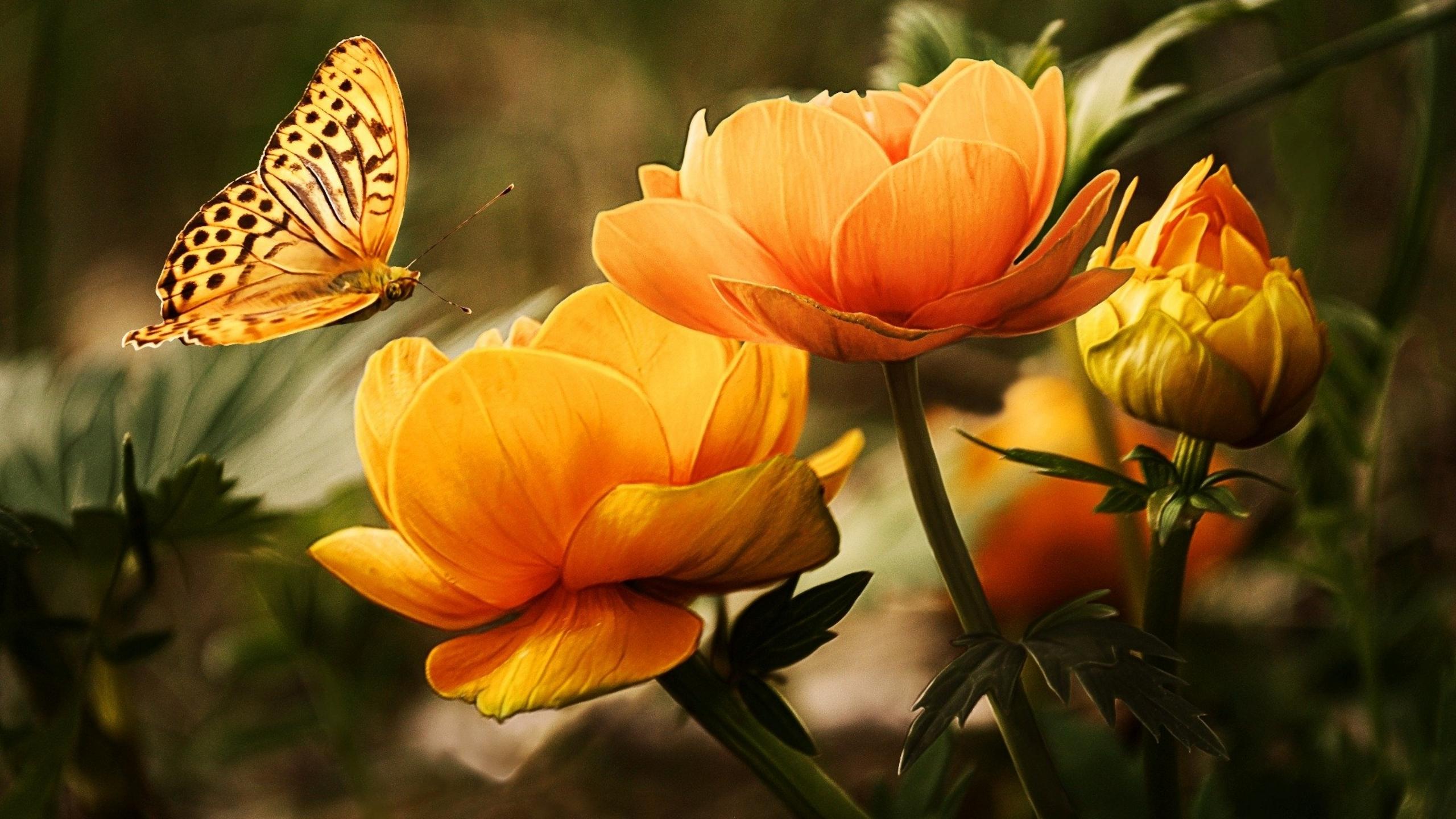 Butterfly 4k Wallpapers For Your Desktop Or Mobile Screen Free And Easy To Download