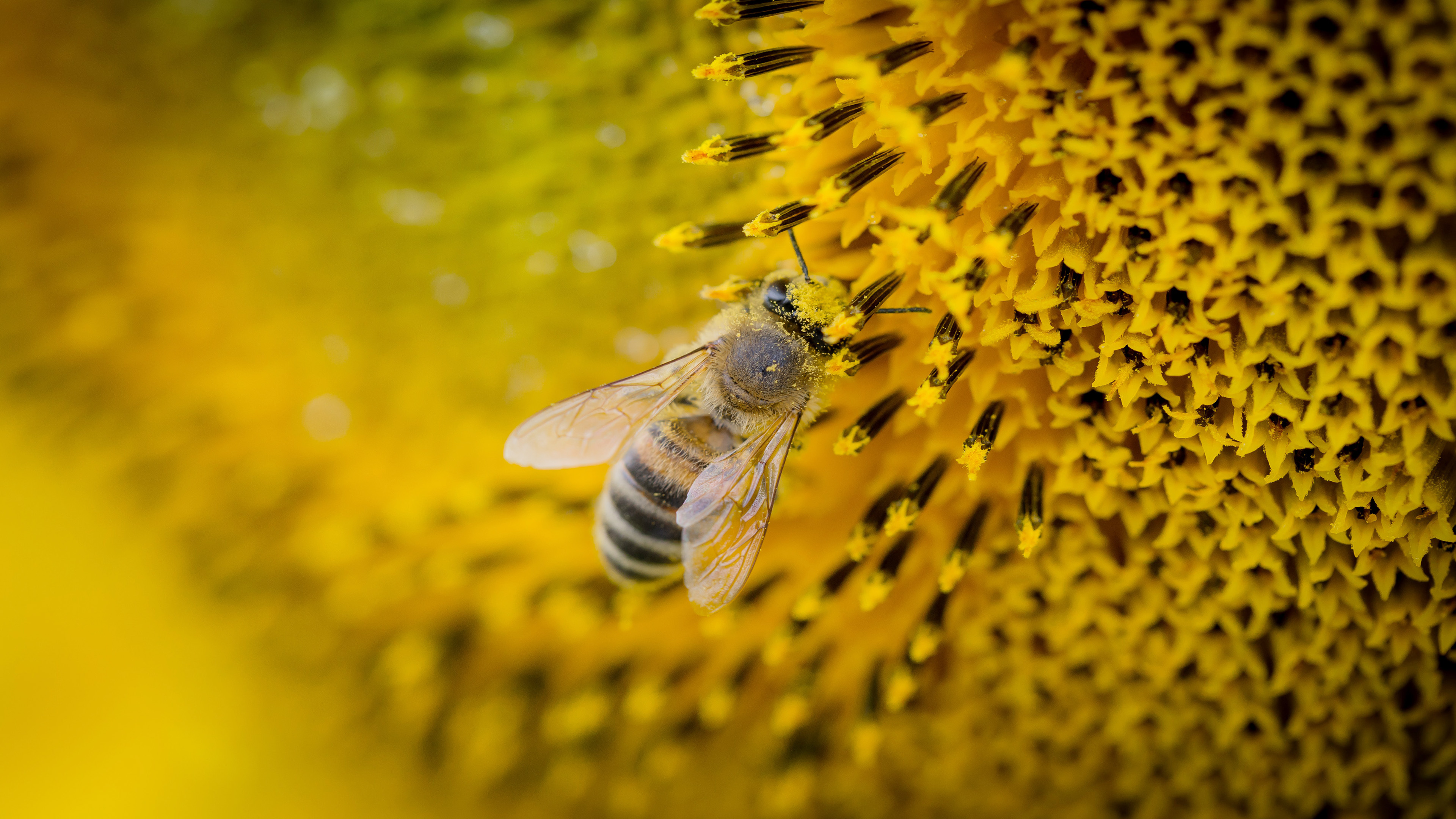 Honey Bee Wallpapers  Top Free Honey Bee Backgrounds  WallpaperAccess