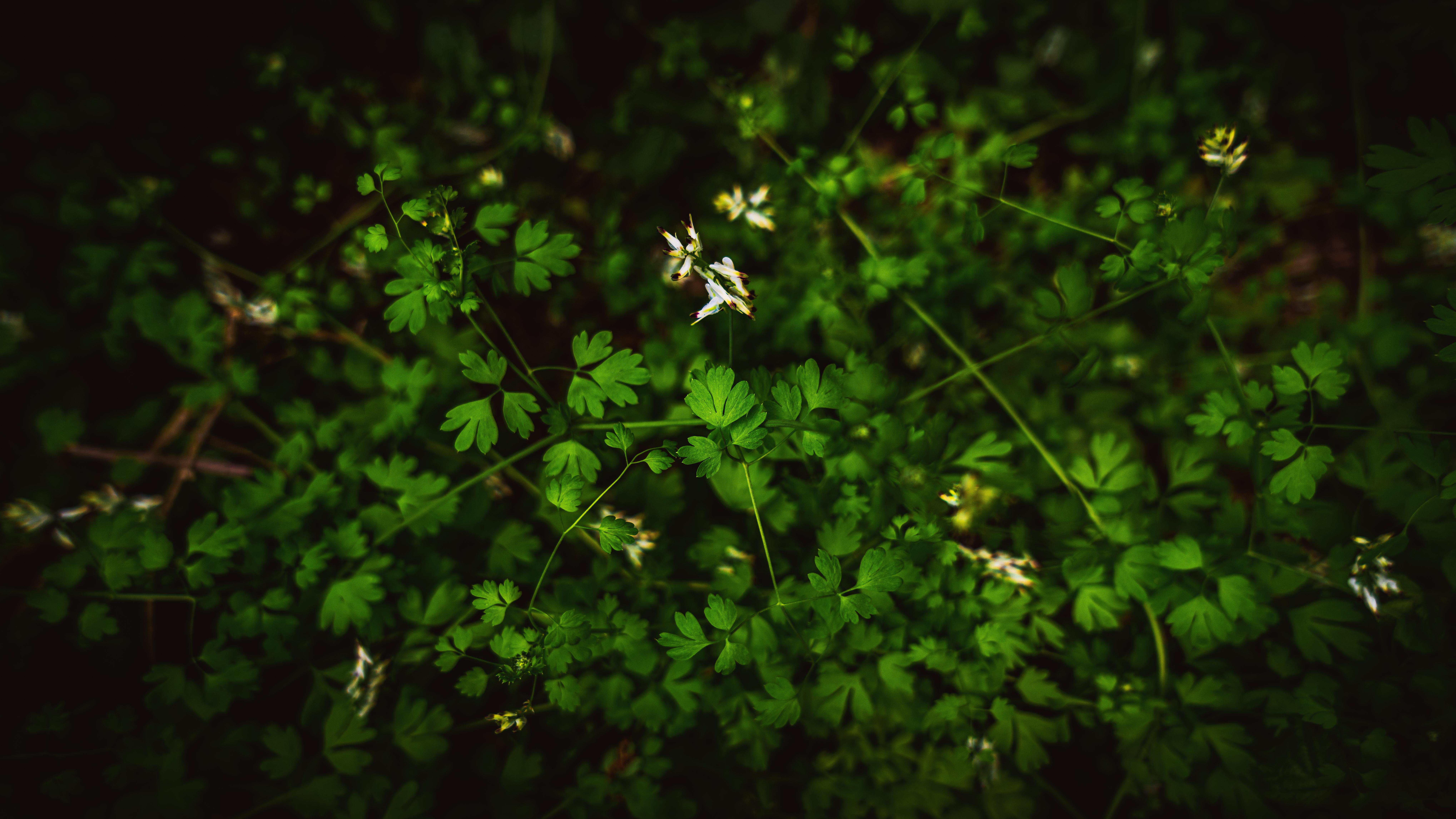 Featured image of post Gaming Wallpapers Hd Greenery : Exclusive gaming wallpapers for the desktop or mobile background of the latest pc and videogames from xbox one, playstation 4 (ps4) and nintendo wiiu @ 1080p, 1440p, 4k.