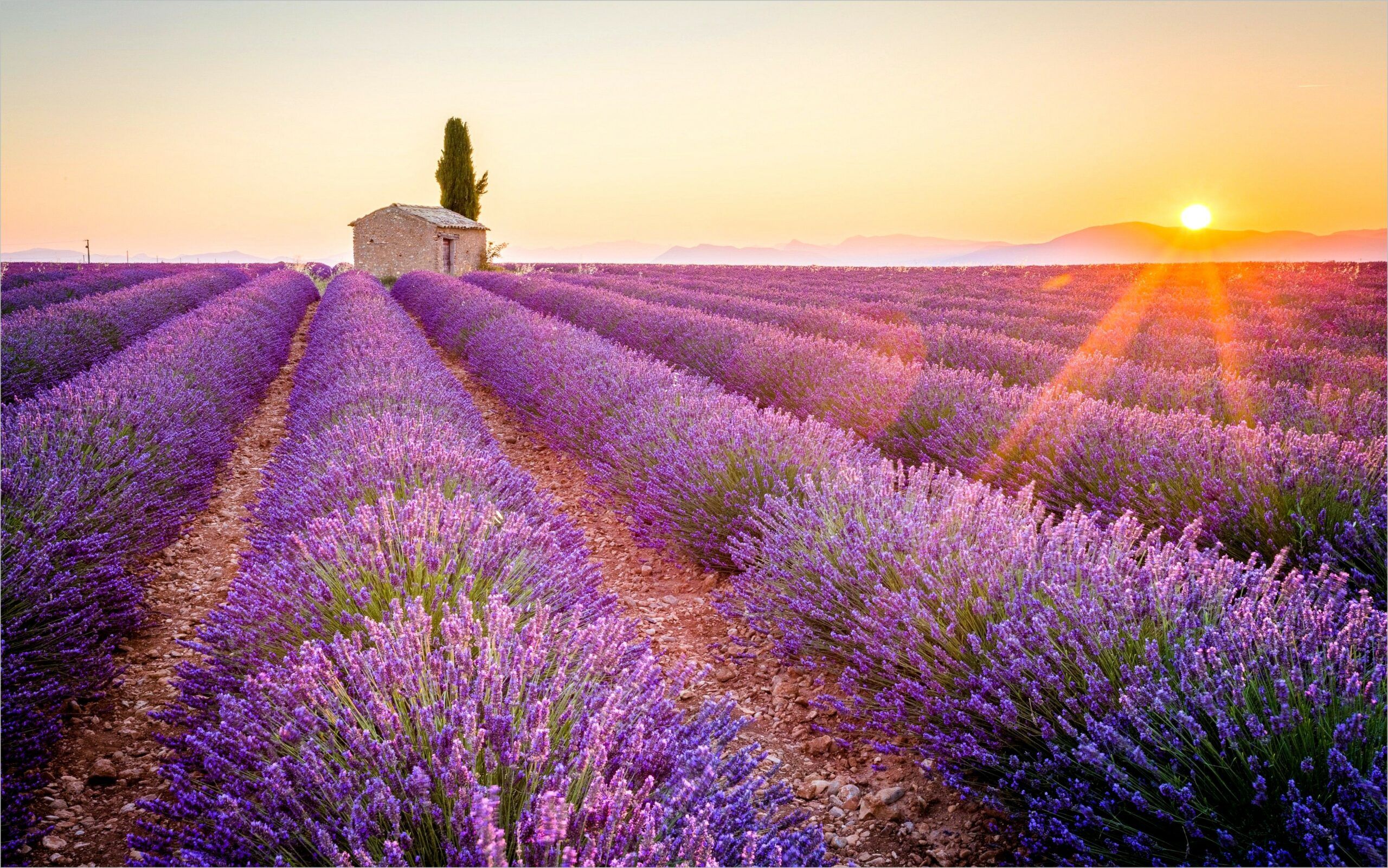 Hình nền cánh đồng hoa oải hương nổi tiếng ở Provence, Pháp sẽ đưa bạn vào một thế giới hoàn toàn khác và mang lại cho bạn cảm giác vô cùng thư thái. Hãy khám phá bộ sưu tập của chúng tôi để tìm hiểu về sự tươi trẻ và thanh lịch của vùng đất tuyệt đẹp này!