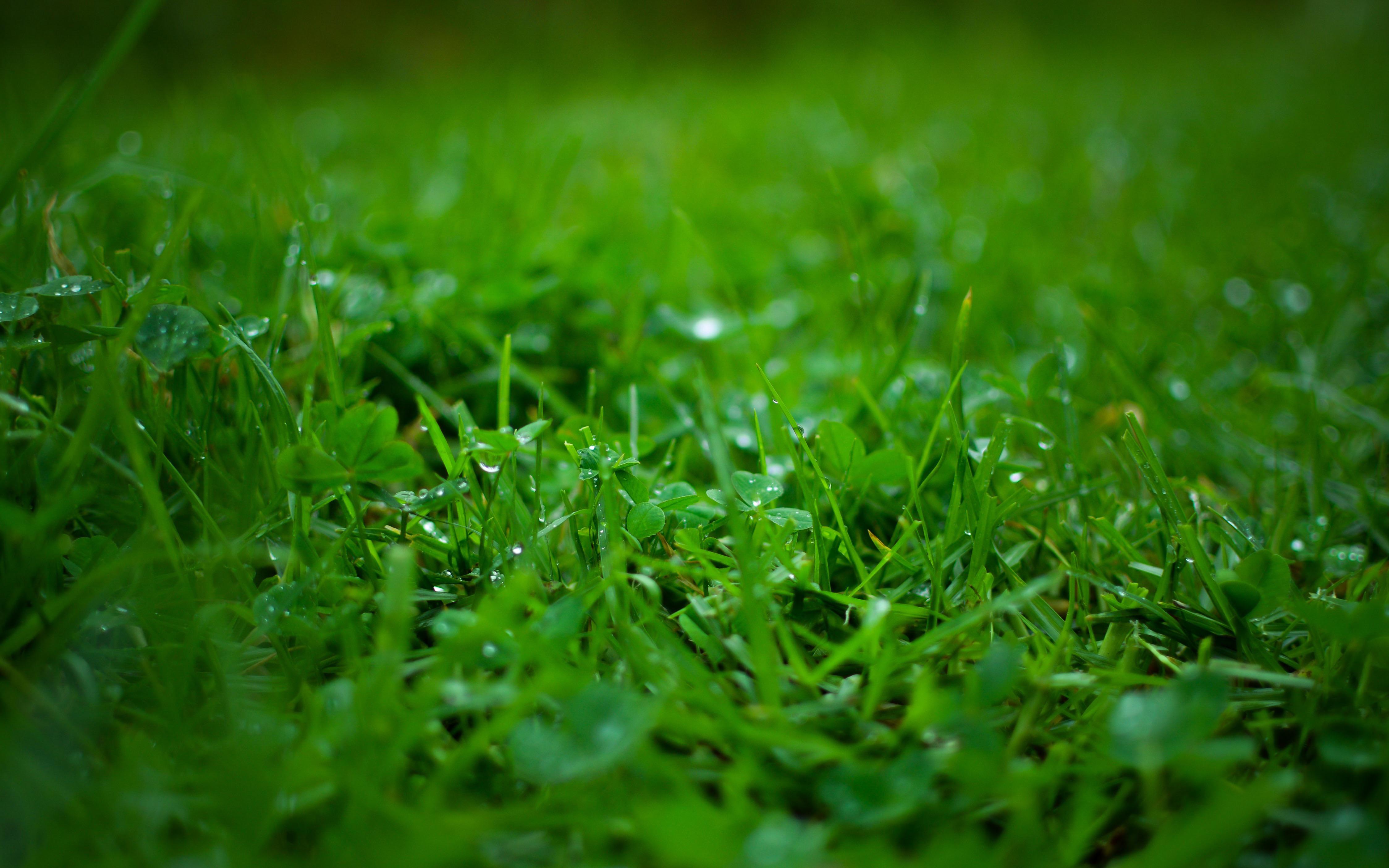 Grass 4K wallpapers for your desktop or mobile screen free and easy to