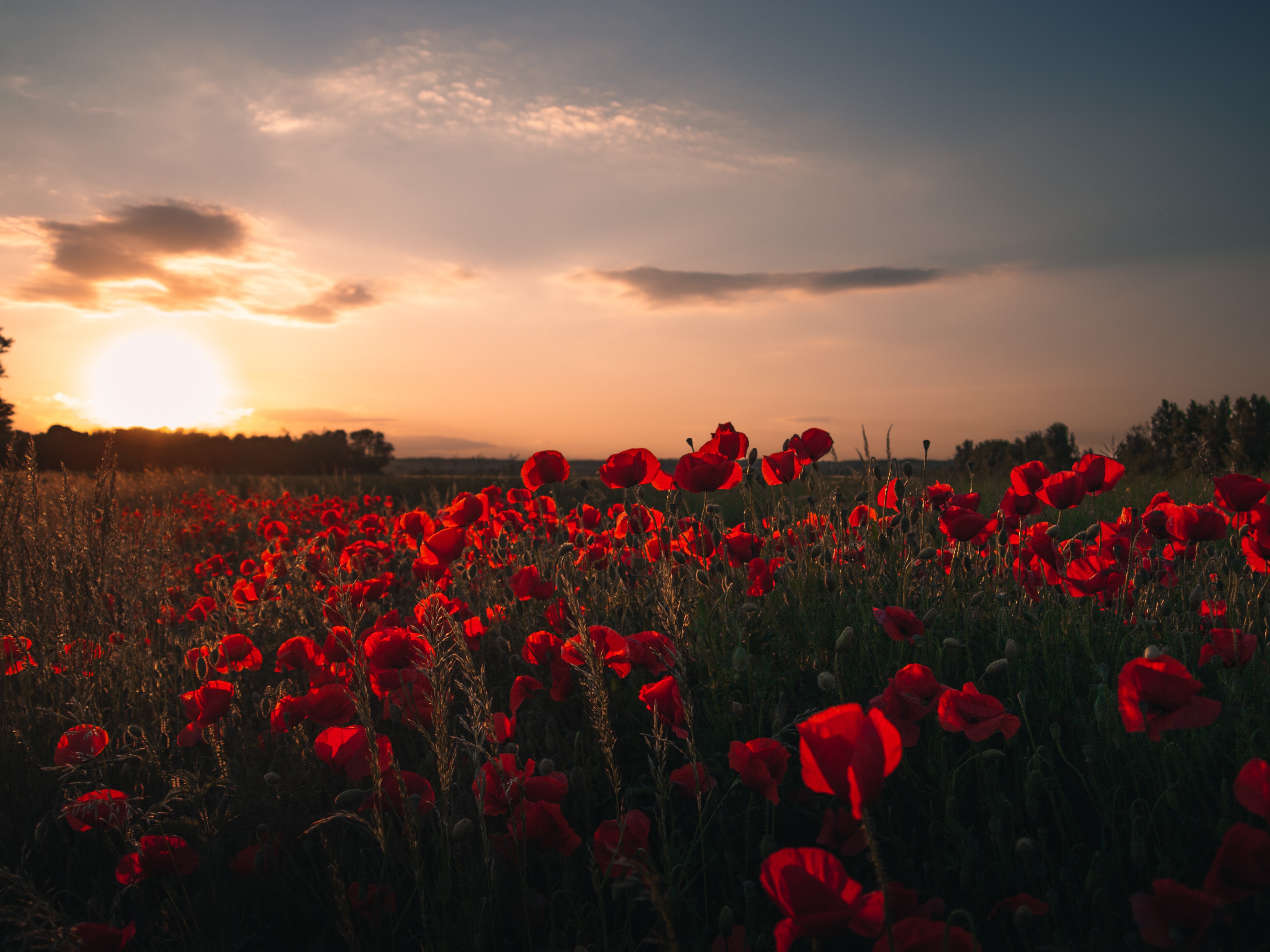 Poppy 4K wallpapers for your desktop or mobile screen free and easy to  download