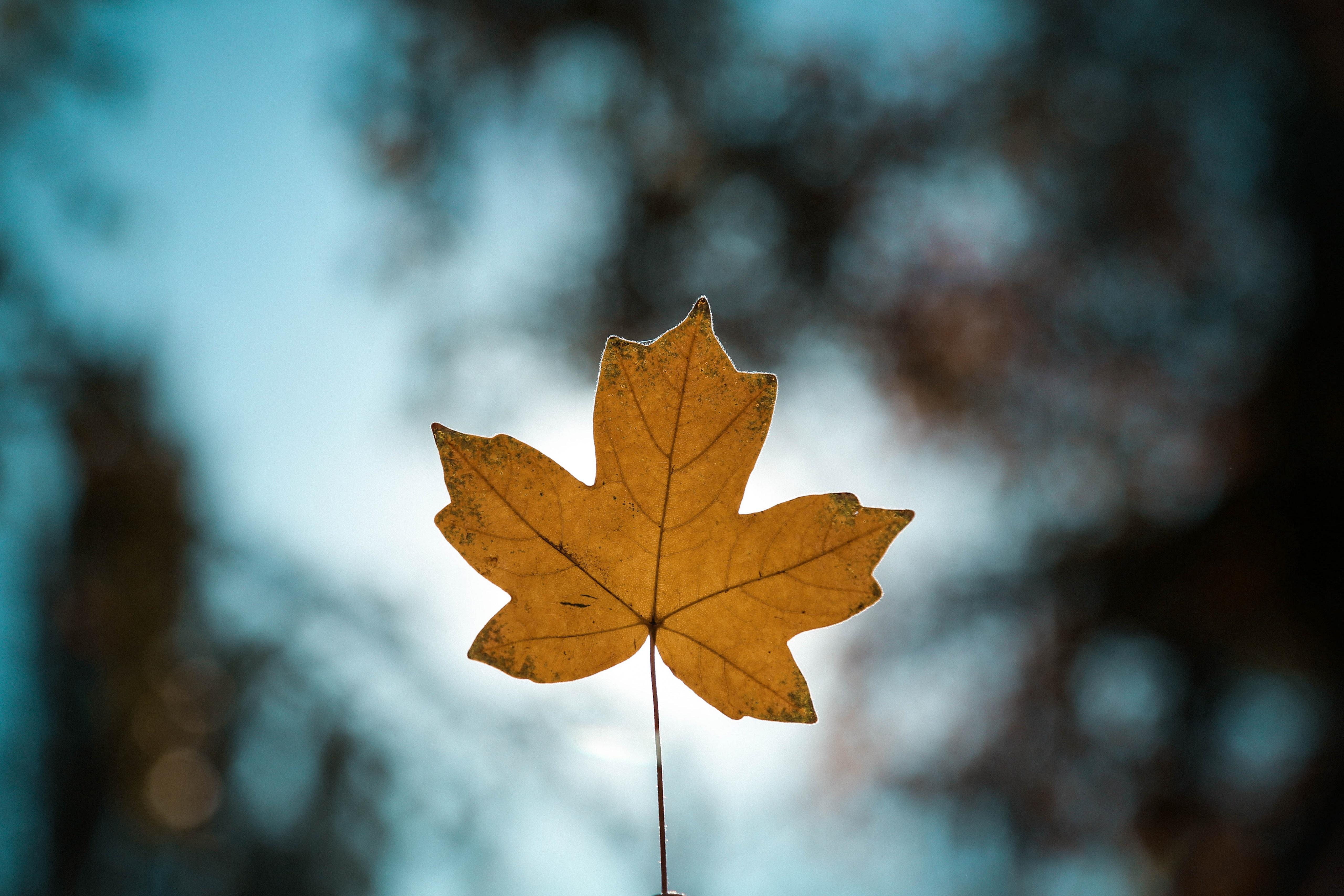 Leaf 4K wallpapers for your desktop or mobile screen free and easy to  download