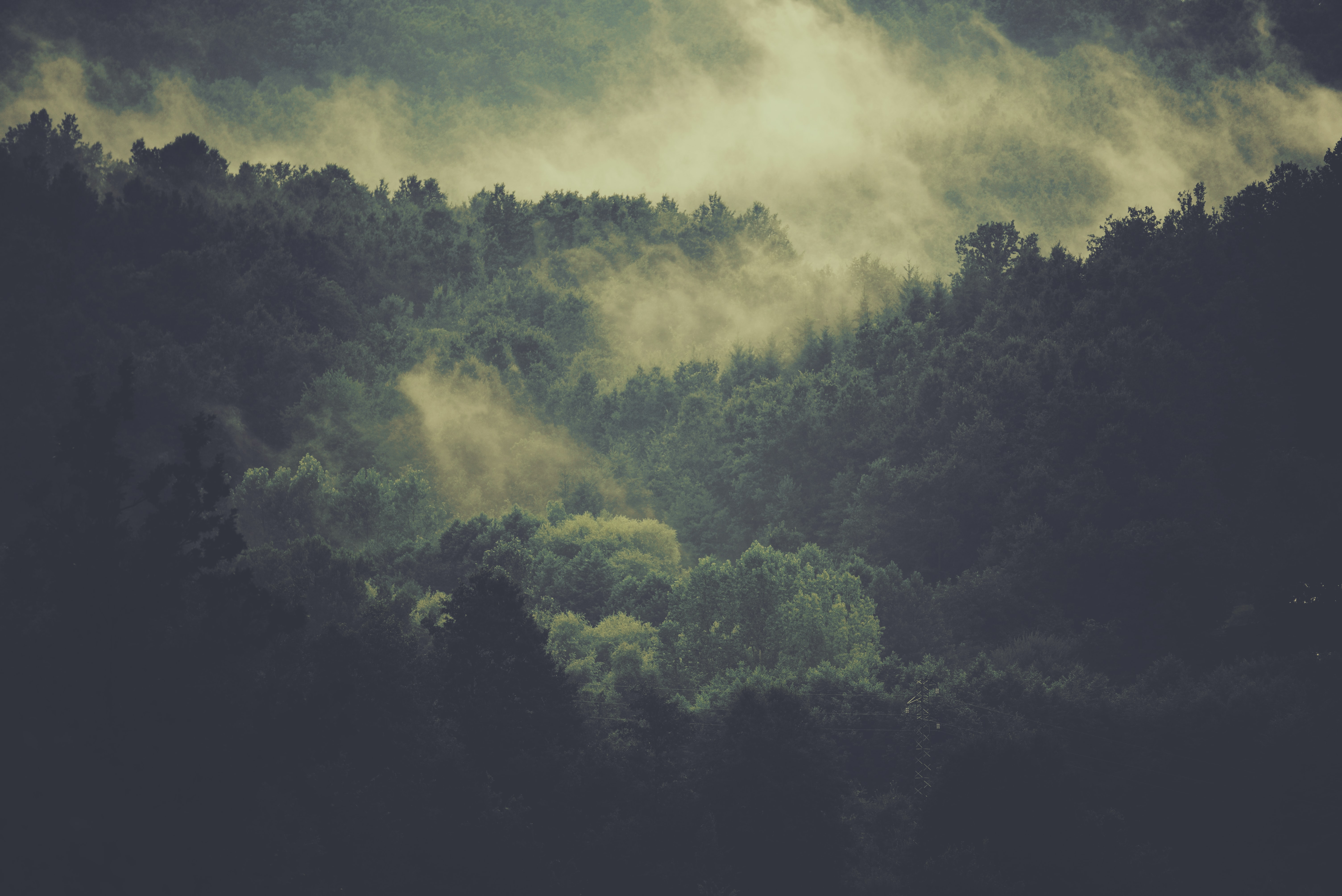 Forests 4K wallpapers for your desktop or mobile screen free and easy to  download