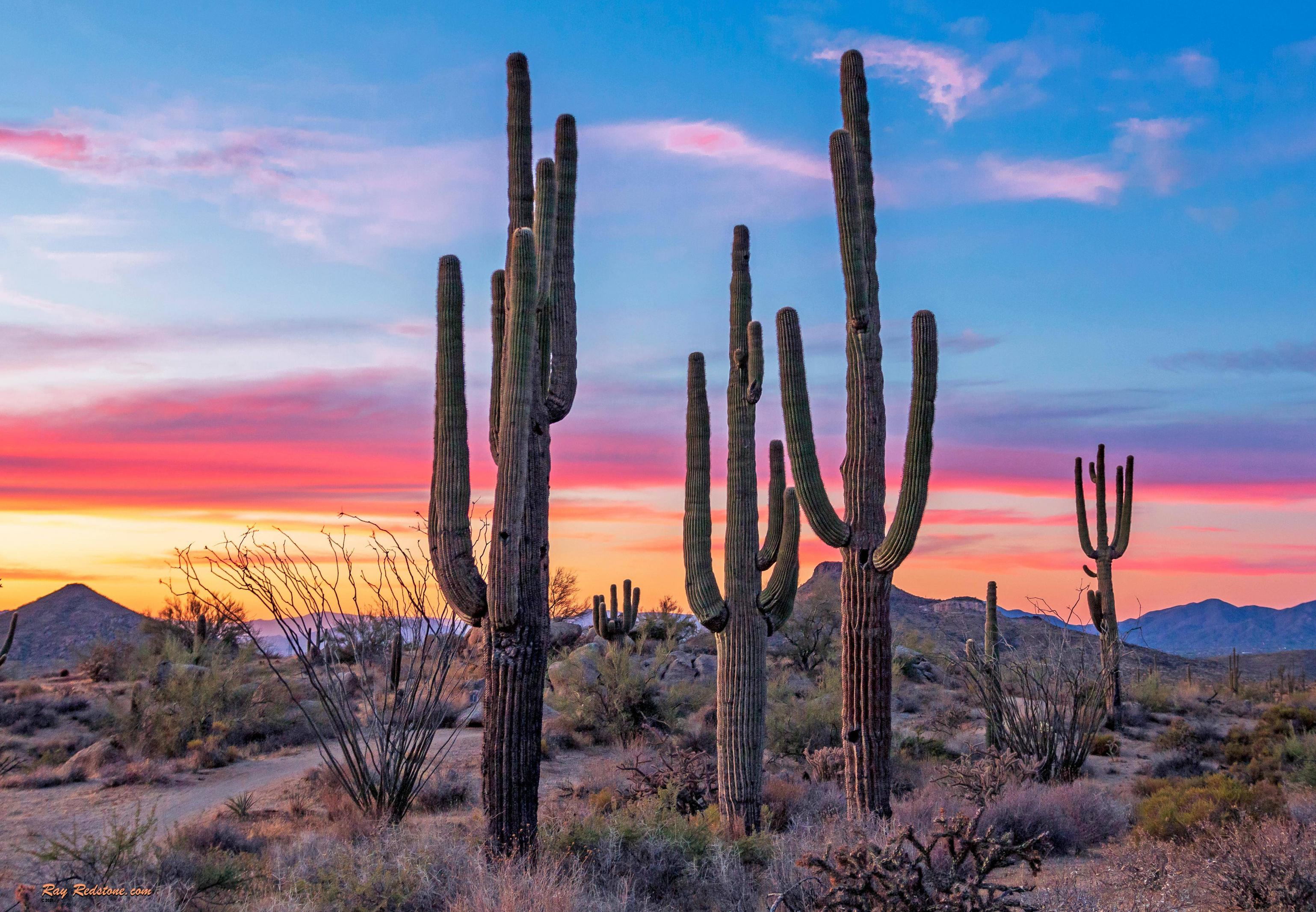 Arizona 4K wallpapers for your desktop or mobile screen free and easy to  download