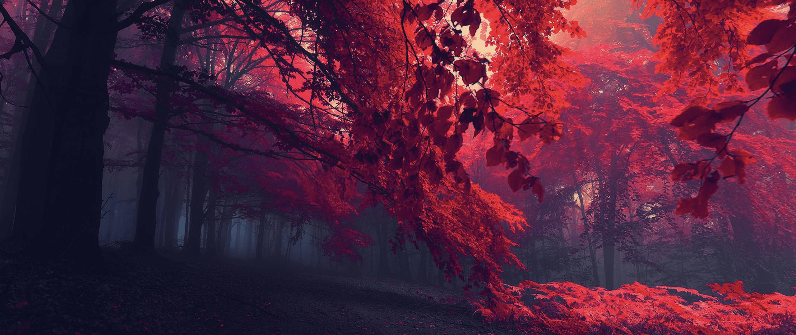Mystical Red Forest HD wallpaper