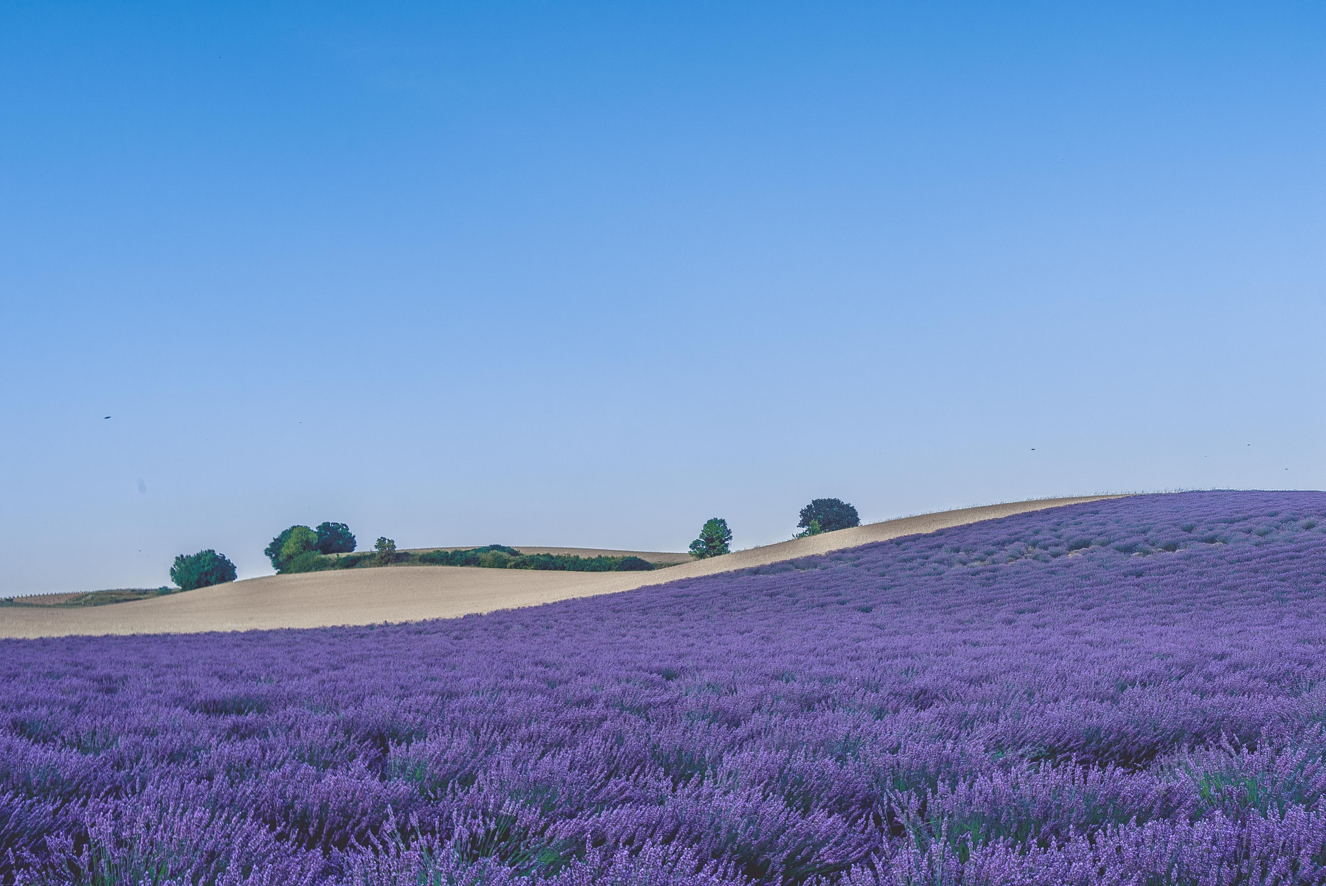 Provence 1080P, 2K, 4K, 5K HD wallpapers free download | Wallpaper Flare