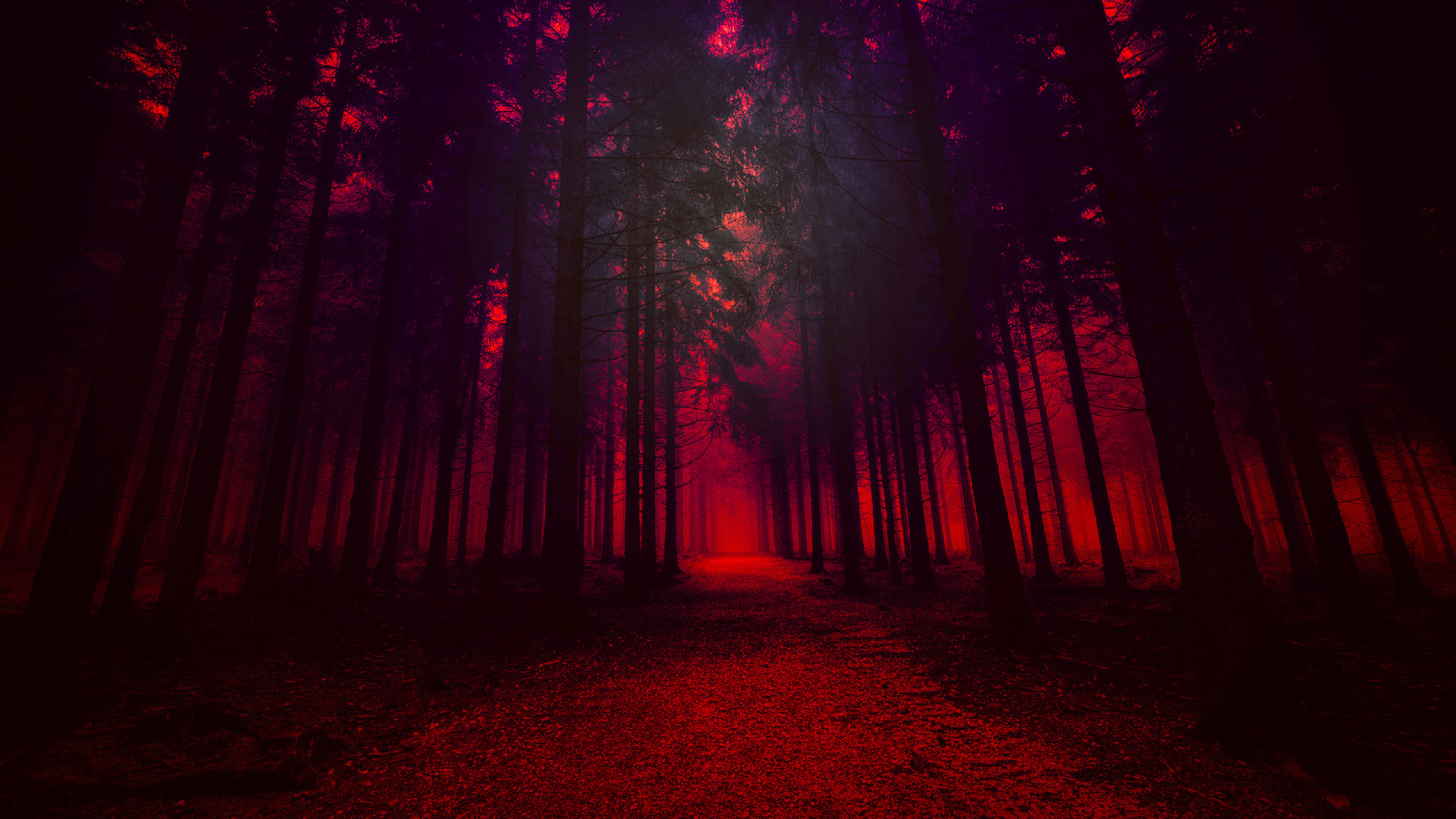 Forest 4k Wallpapers For Your Desktop Or Mobile Screen Free And Easy To 