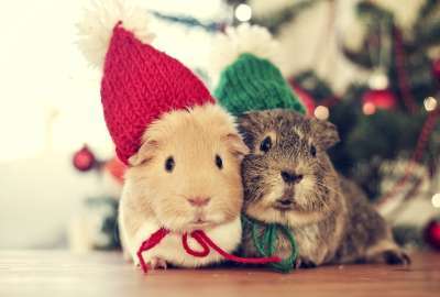 2 Cute Hamsters