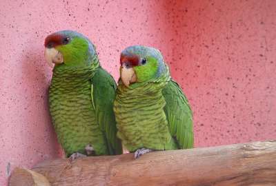 2 Parrots