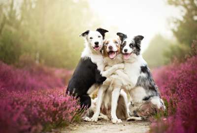 3 Cute Dogs