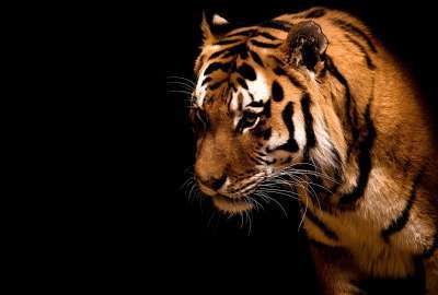 Fearless And Beautiful Tiger