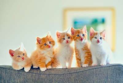 5 Cute Kittens