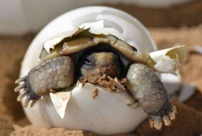 A Baby Desert Tortoise