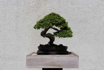 A Bonsai Tree at the National Arboretum