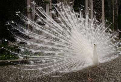 A Cute White Peacock