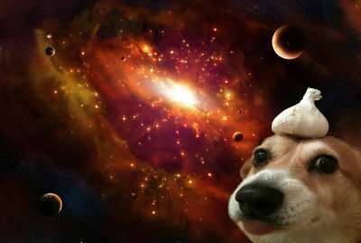 A Dog With Garlic on Its Head in Space