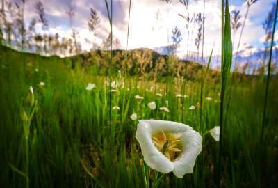 A Flowery Meadow in Boulder CO
