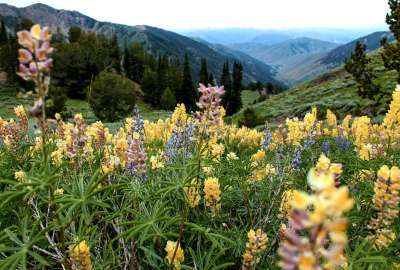 Flowery Landscape in Sun Valley Idaho