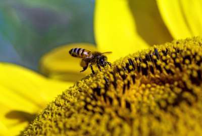 A Honey Bee Lands on a Sun Flower