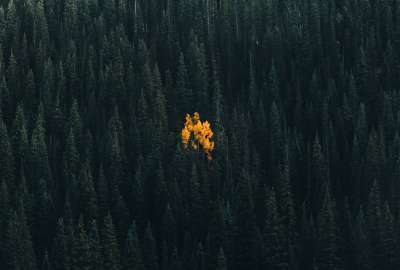 A Lonely Aspen in an Evergreen Forest - Telluride Colorado