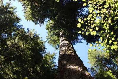 A Tree in Hoh Rainforest Washington