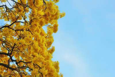 A Yellow Tree That Only Blooms in the Spring