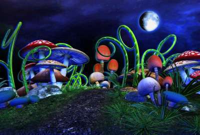 Abstract Mushrooms in the Night