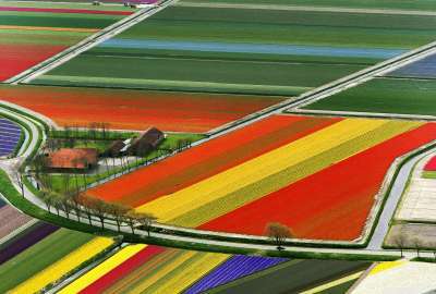Aerial View of Tulip Flower Fields Amsterdam the