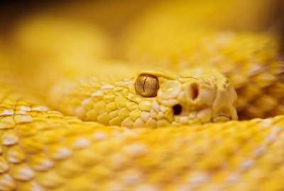 Albino Rattlesnake 8276
