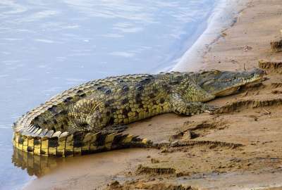 Alligator Crawling on Beach