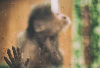 Amazing Monkey Behind the Glass